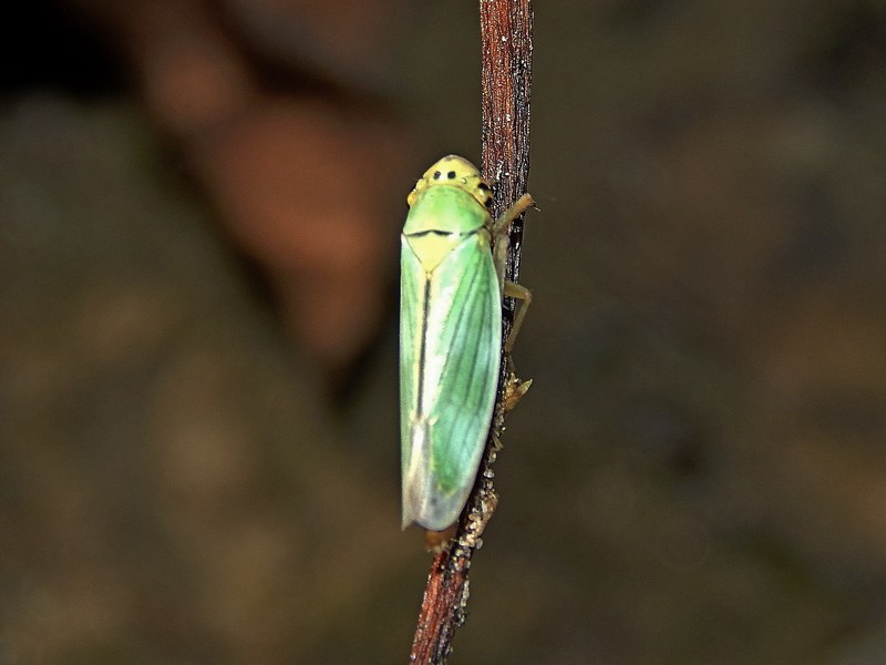 Cicadellidae: Cicadella viridis femmina della Lombardia